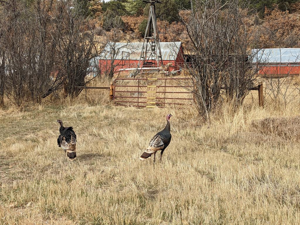 [Lots of wild turkeys around]