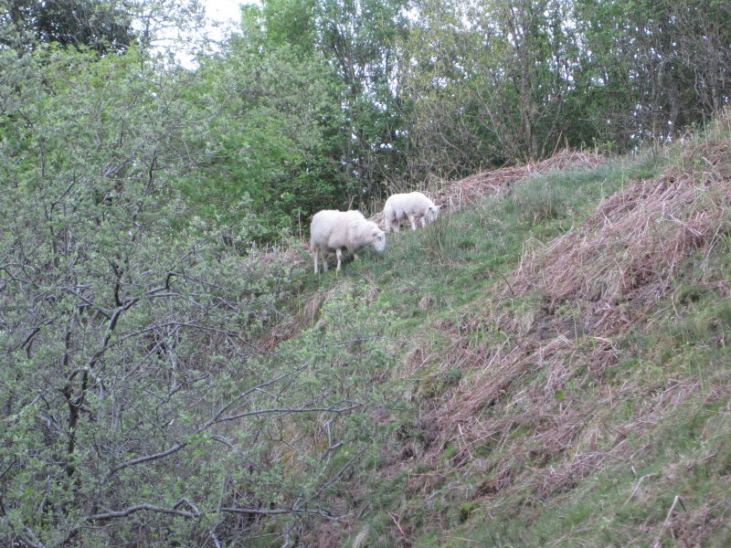 [Sheep grazing next to the ...]