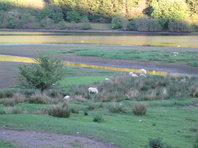 [Sheep grazing by the rese ...]