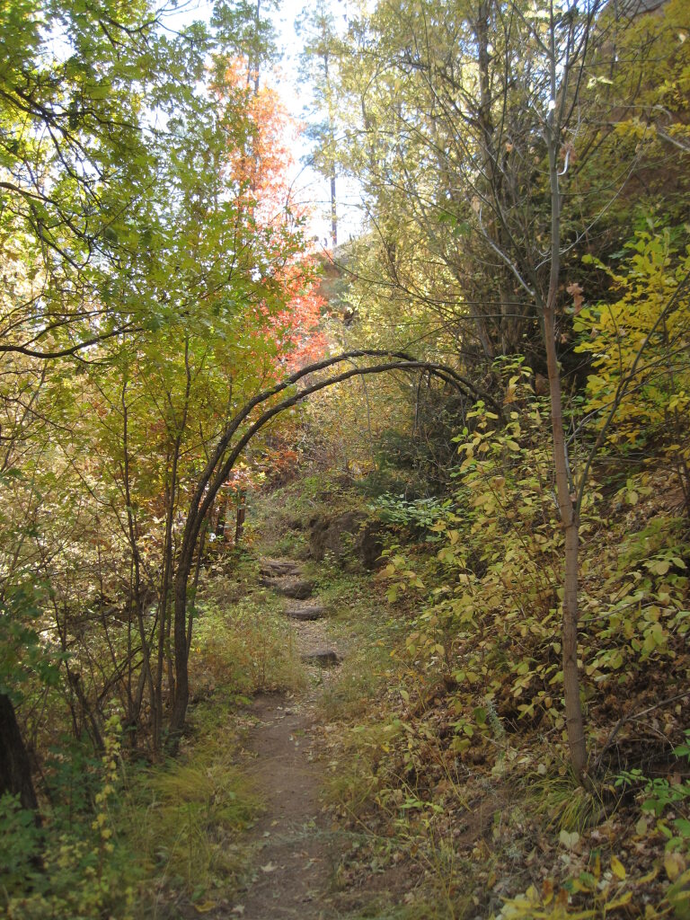 [Tree arch in autumn.]