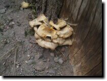 [ Weird mushrooms. ]