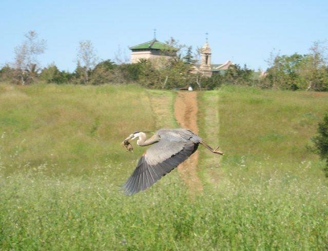 [Flying off. Maryknoll Sem ...]