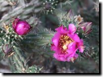 [ By late June, the cholla  ... ]