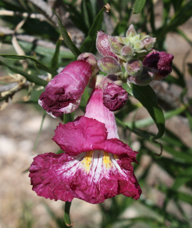 [Our baby desert willow (n ...]