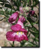 [ Our baby desert willow (n ... ]