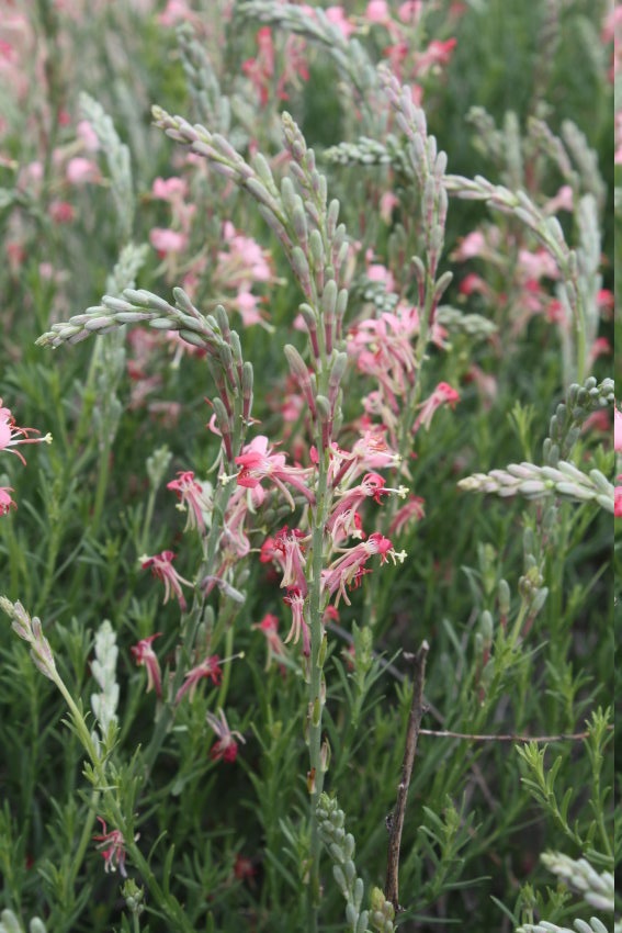 [gaura, beeblossom]