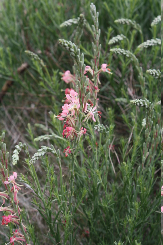 [gaura, beeblossom]