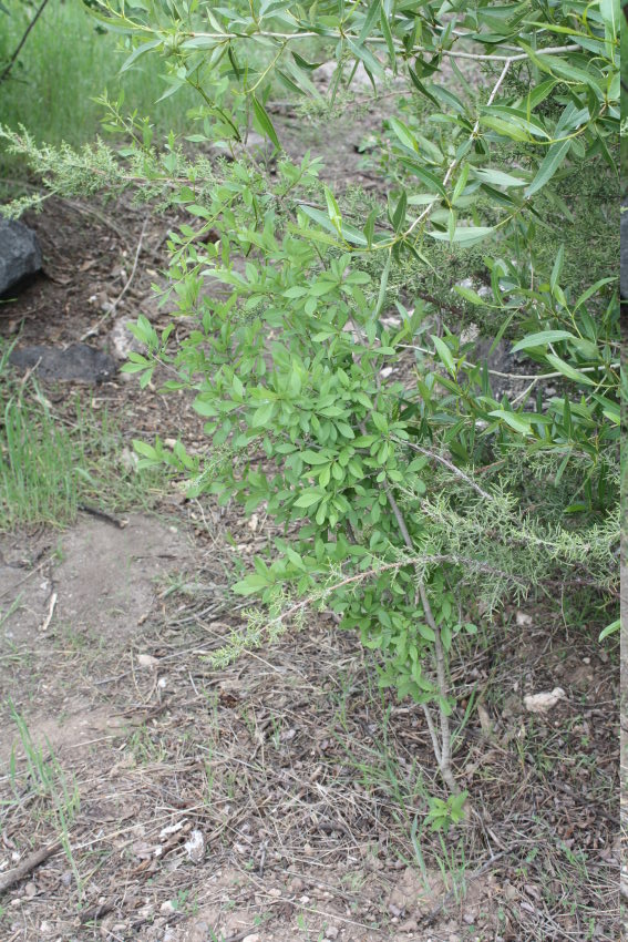 [New Mexico privet]