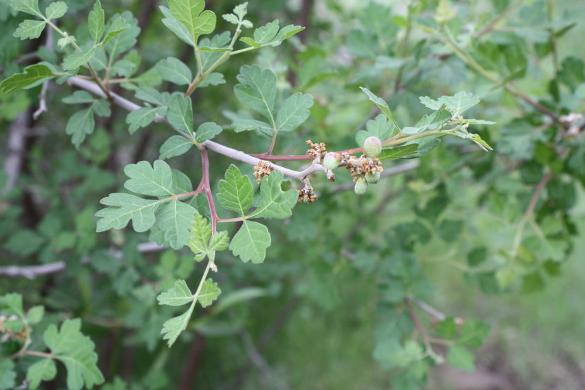 [Rhus trilobata, squawbush ...]