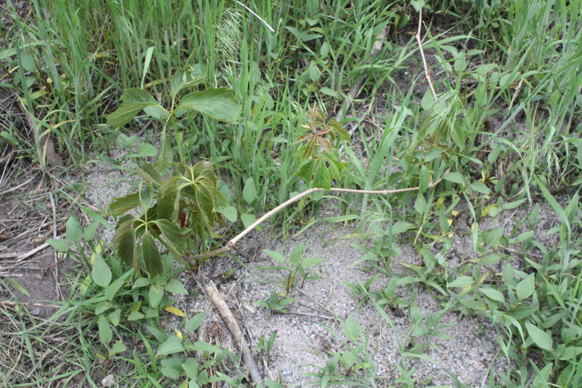 [Virginia creeper, weed]