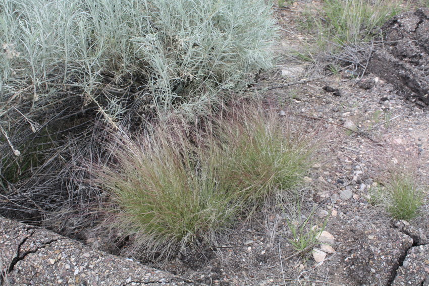 [unknown grass, pretty red ...]