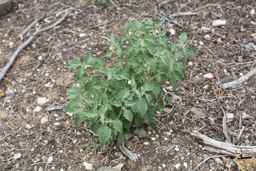 [some kind of Solanaceae . ...]