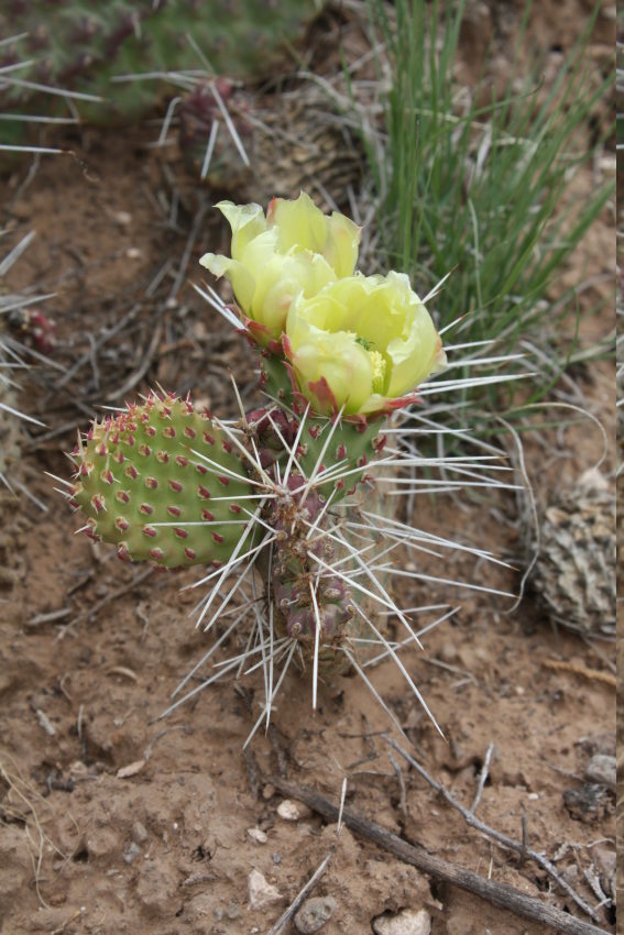 [prickly pear cactus in bloom]