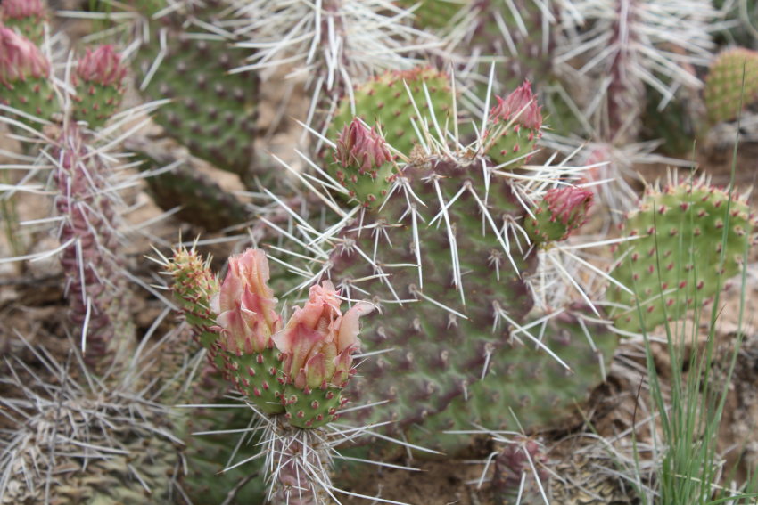 [prickly pear cactus in bloom]