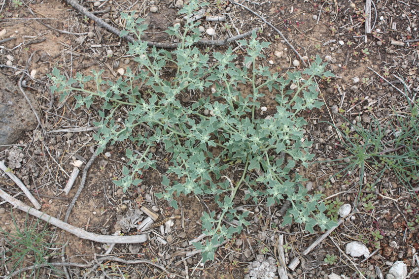 [goosefoot]