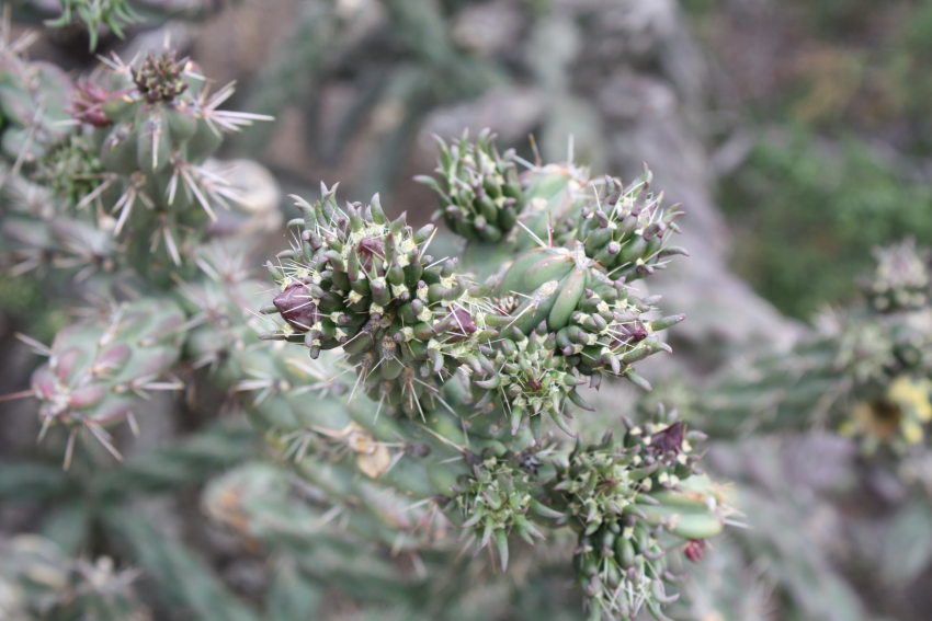 [cholla cactus, budding]