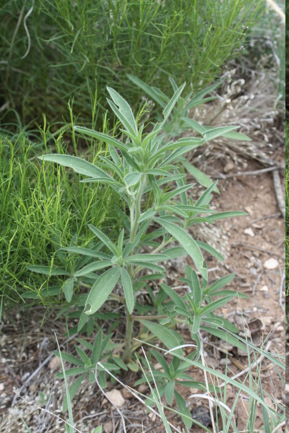 [kochia, weed]