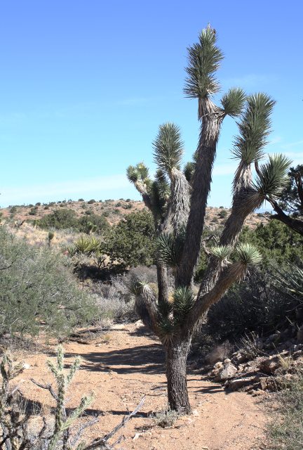 [Joshua tree in the middle ...]