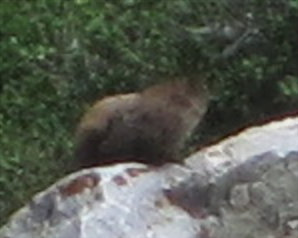 [Far-away marmot. I think  ...]