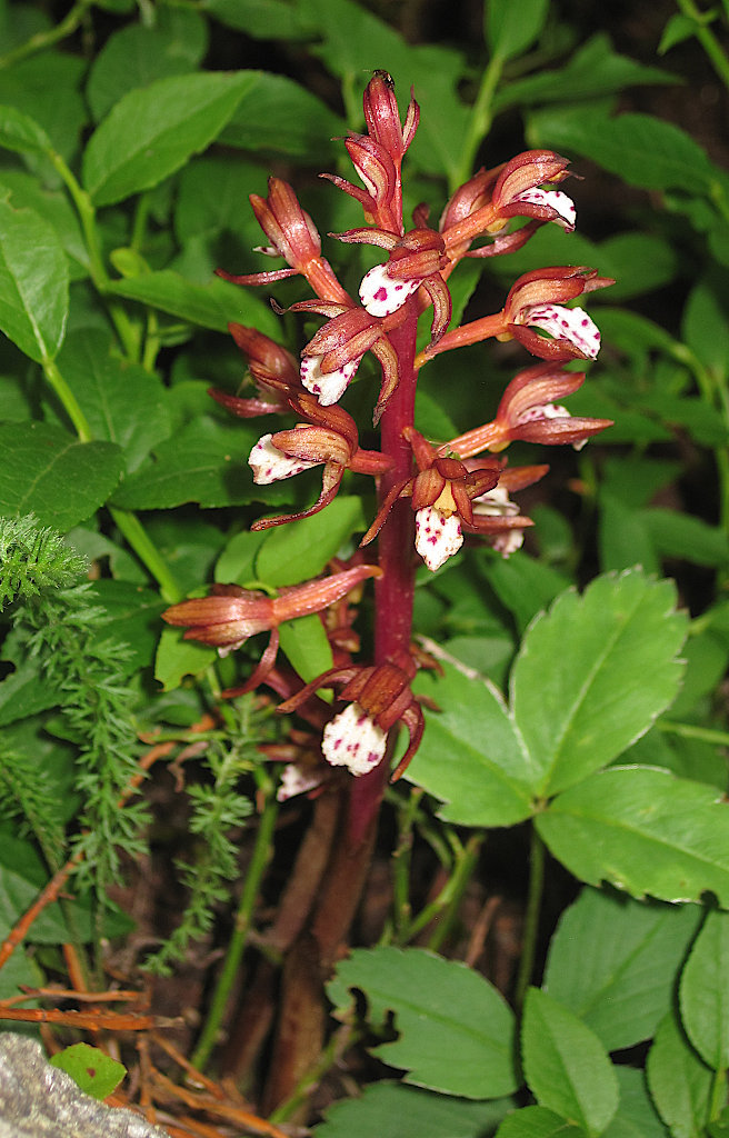 [Coralroot in bloom.]