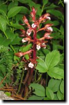[ Coralroot in bloom. ]