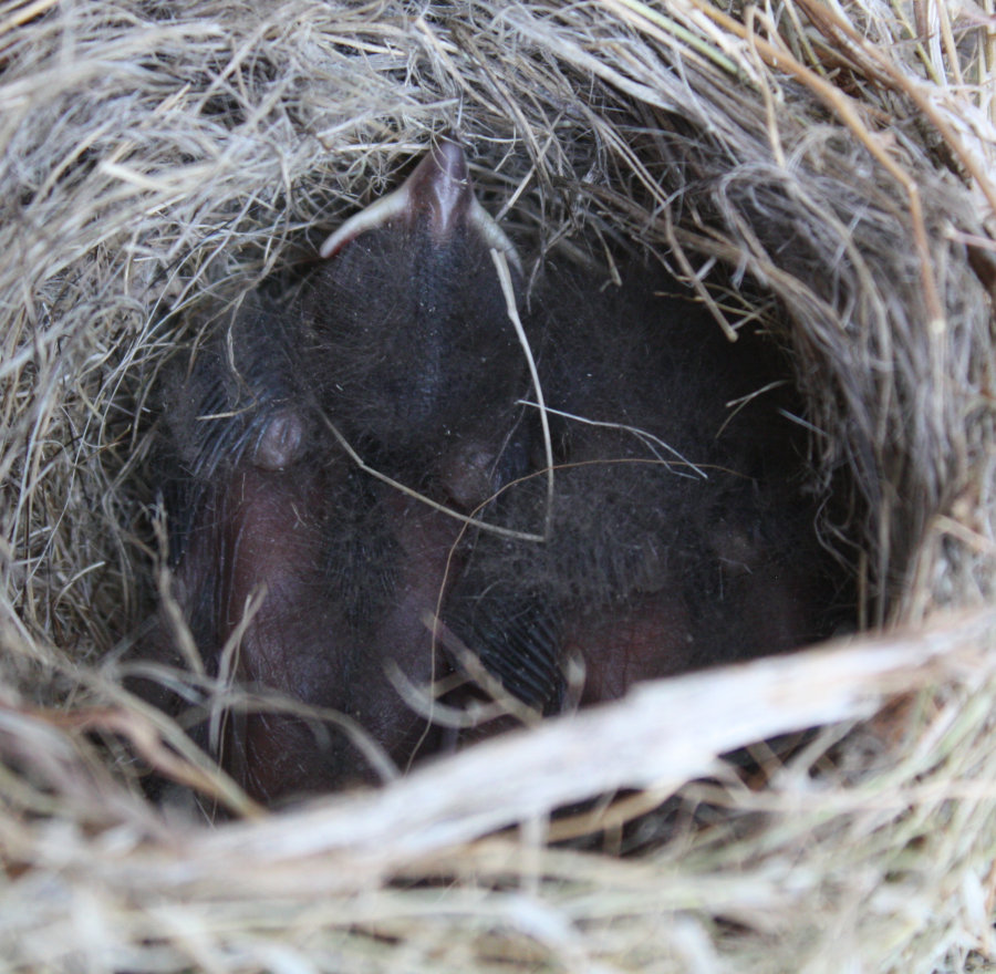 [I picked the nestlings up ...]