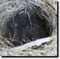 [ I picked the nestlings up ... ]