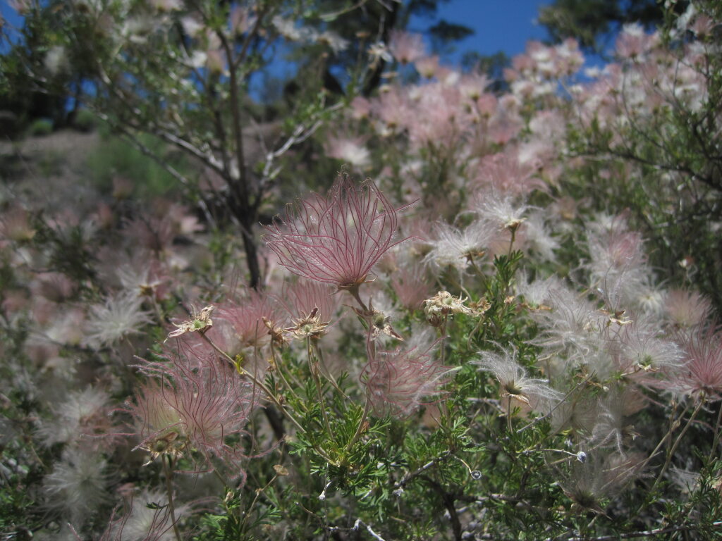 [Apache plume close-up]