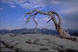 [Sentinel Tree]