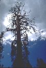 [Yosemite Pine]