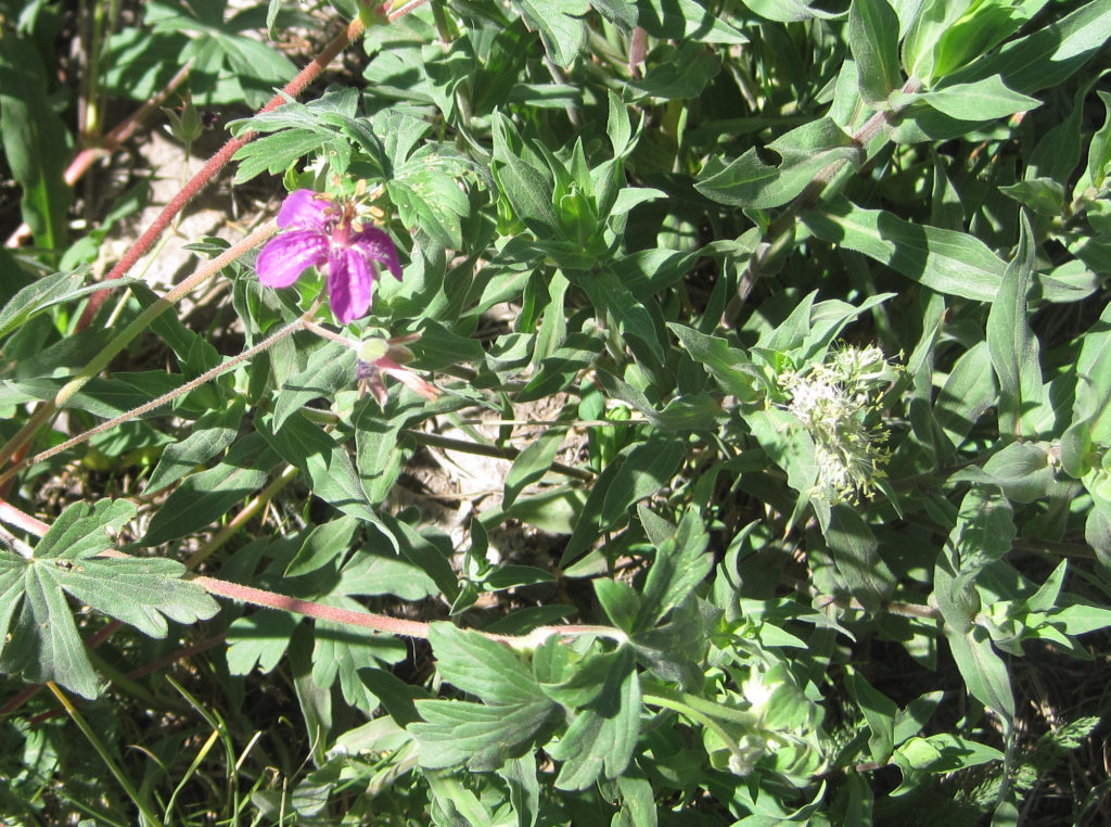 [purple geranium]