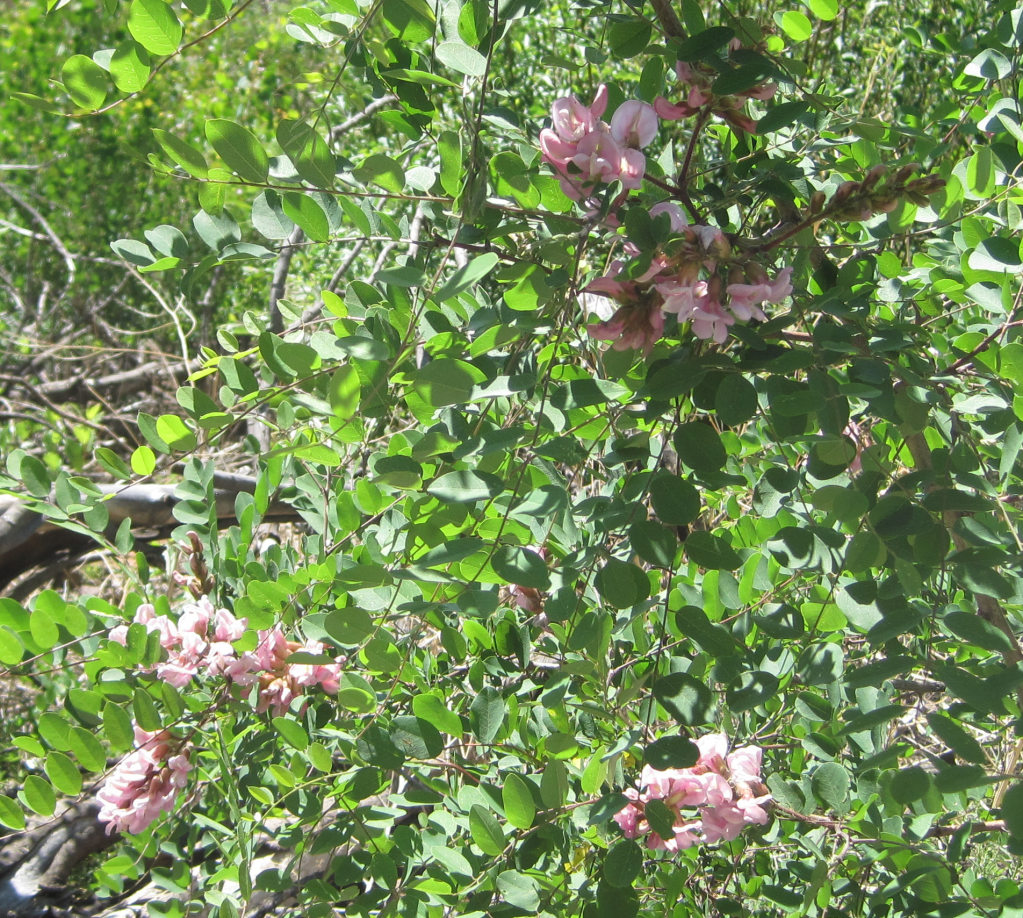 [New Mexico locust]