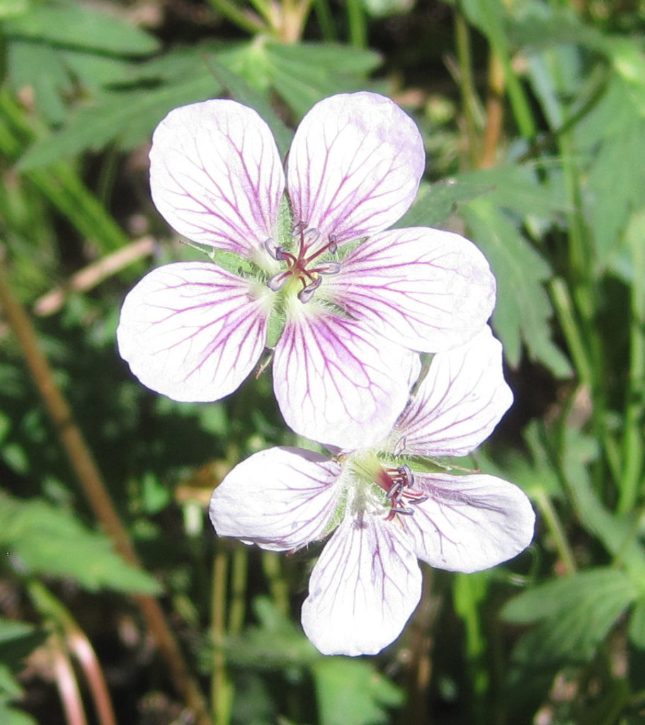 [Richardson's geranium]