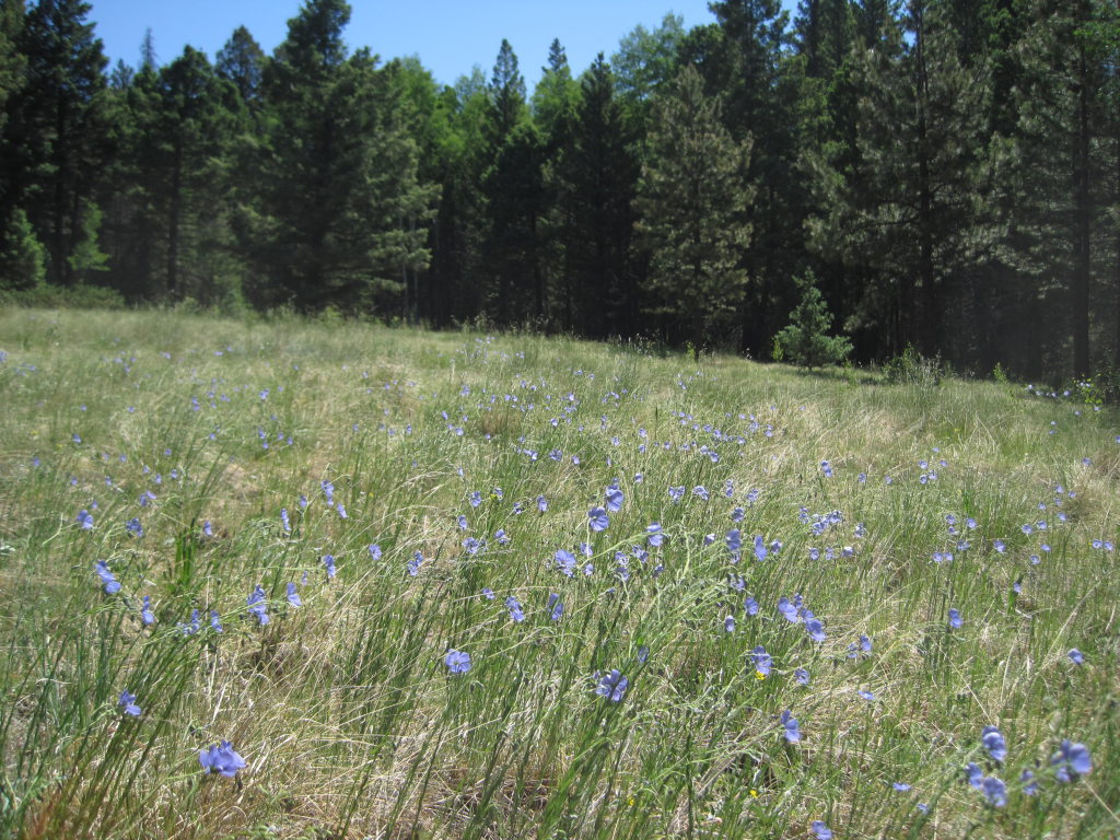 [blue flax]