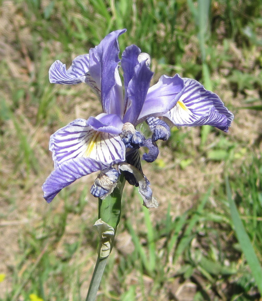 [iris]