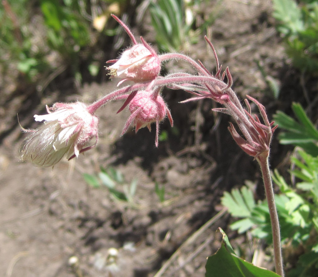 [prairie smoke]