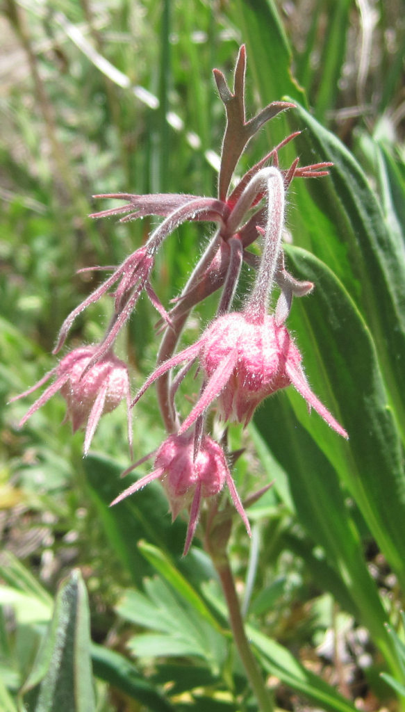 [prairie smoke]