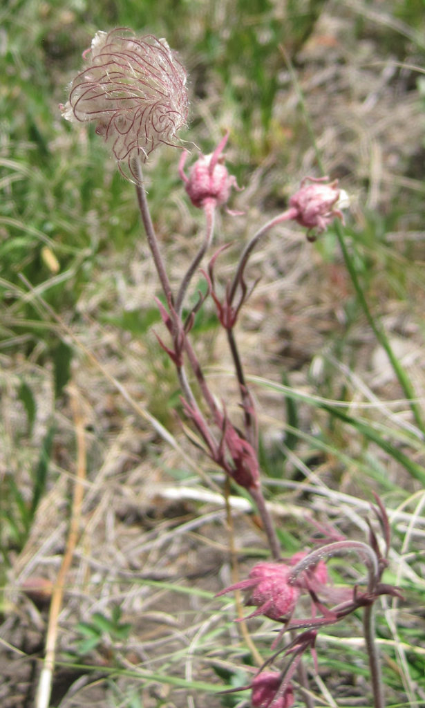 [prairie smoke]