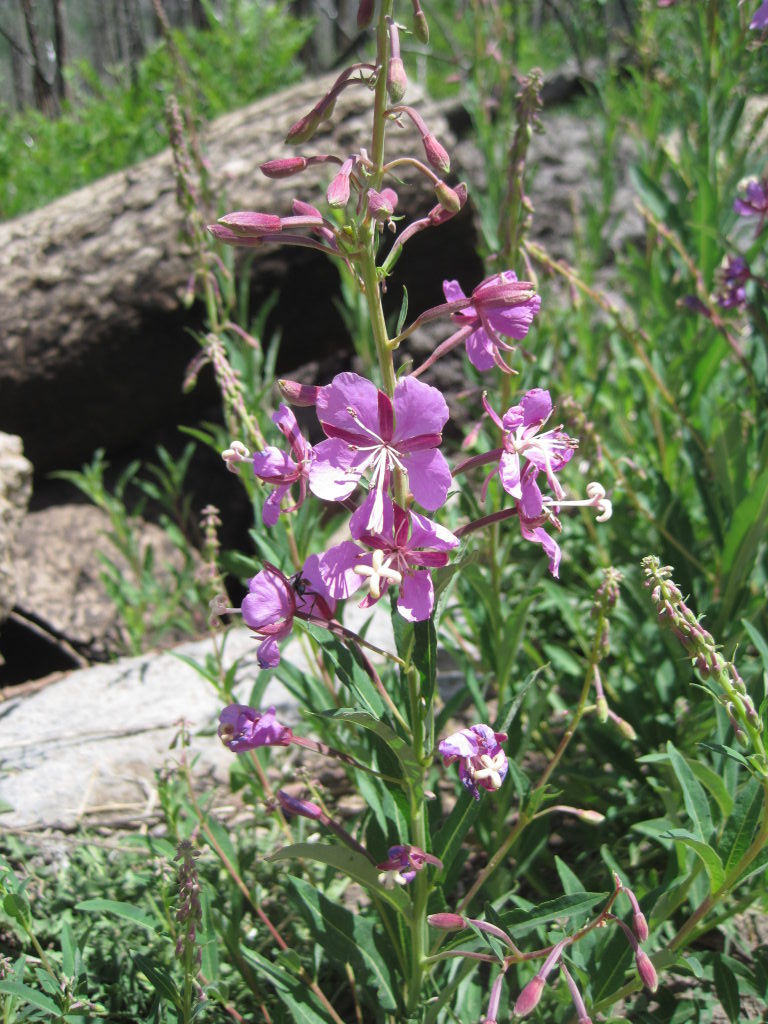 [fireweed]