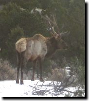 [ This bull elk visited us  ... ]