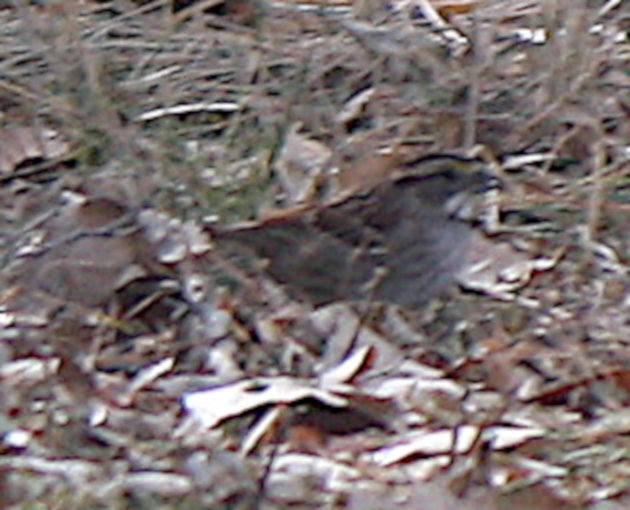 [White-throated sparrow]