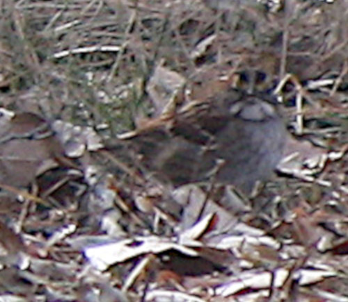 [White-throated sparrow]