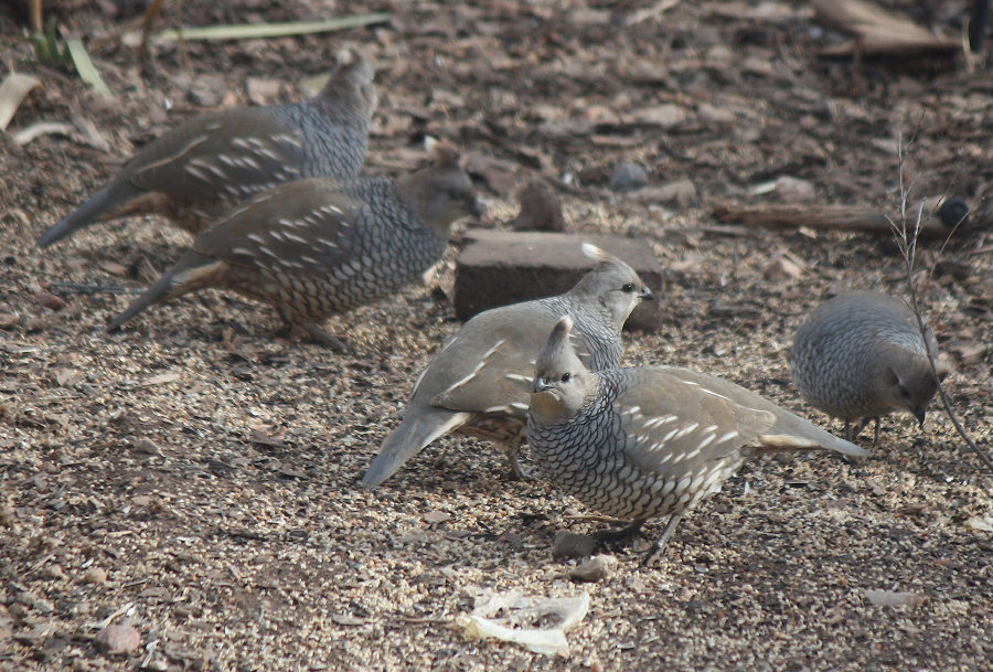 [Scaled quail. Getting tha ...]
