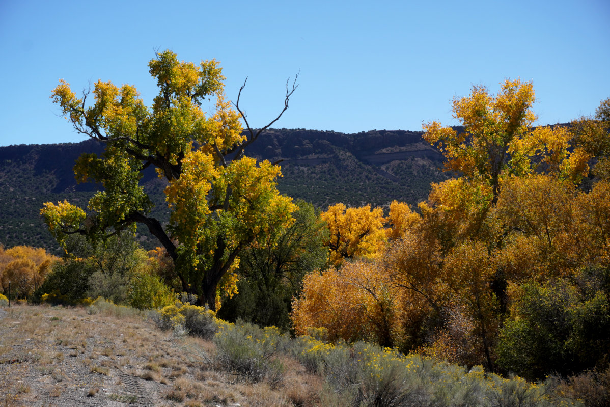 [Cottonwoods above the Rio ...]