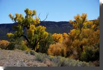 [ Cottonwoods above the Rio ... ]