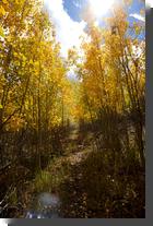 [Aspen grove on Pajarito Mountain]