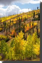 [Red aspens blazing on Pajarito Mountain]