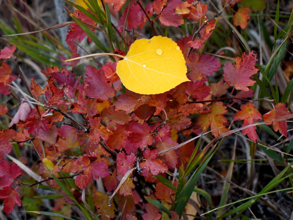 [Aspen leaf on scrub oak.]