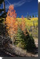 [ Red aspens under Townsite ... ]