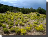 [ Snakeweed Gutierrezia sar ... ]